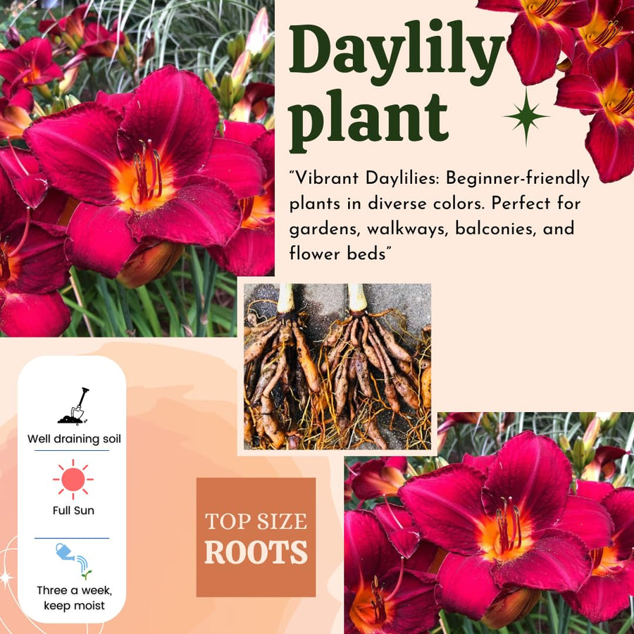 10 Red Daylily Roots, Hardy Perennial Flower for Garden Beds and Borders Planting, Easy Care, Ready to Grow