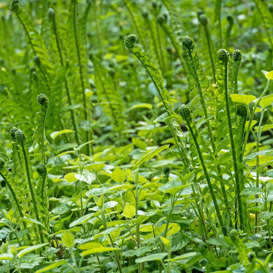 Set 10 Ostrich Fern Plants Roots, Live Fern Plants, Perennial Ground Cover Plant, 10 Roots