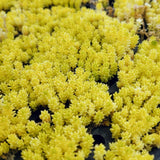 Sedum Succulent Plant Live, Succulent Live Plant, Fully Rooted Succulent Live in 4 Inc Pot, House Plant for Home Office