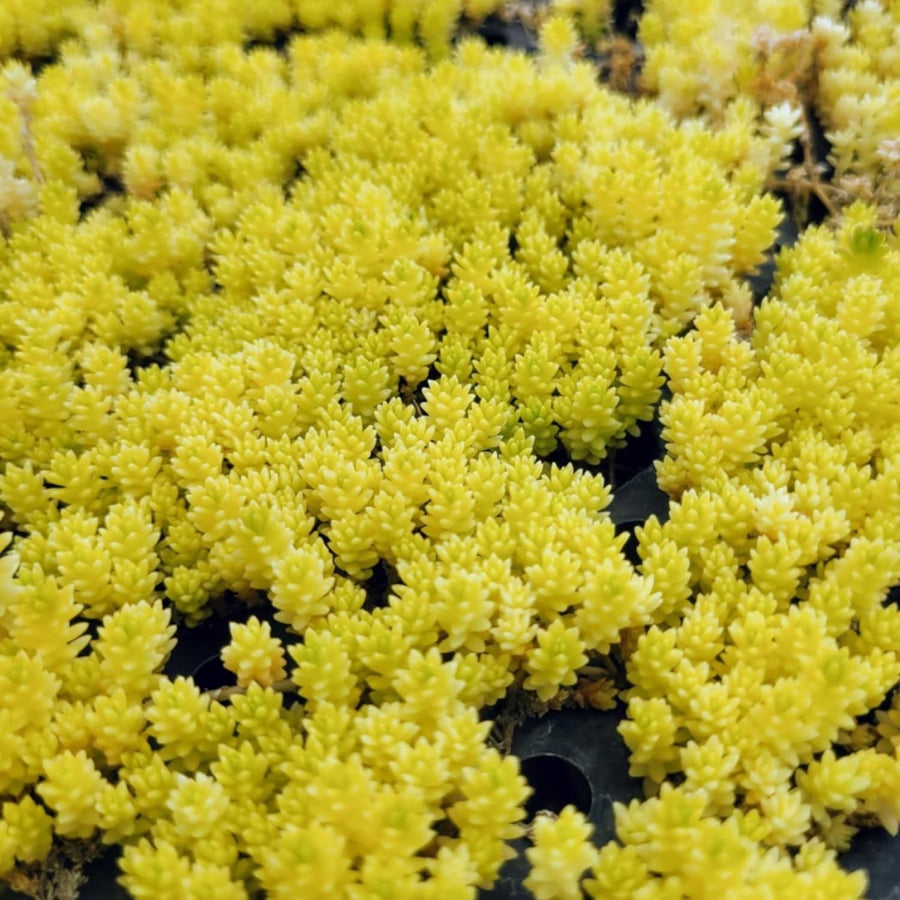 Sedum Succulent Plant Live, Succulent Live Plant, Fully Rooted Succulent Live in 4 Inc Pot, House Plant for Home Office