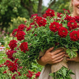 2 Red Verbena Plants Live for Planting, Colorful Blooming Flower Plant, Verbena Live Plants, 4 to 6 Inc Tall