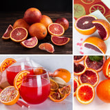Blood Orange Citrus Plant Live, Blood Orange Plant Live, Grafted Citrus Tree, Fruit Tree, 2 to 3 Feet Tall for Outdoor Gardening
