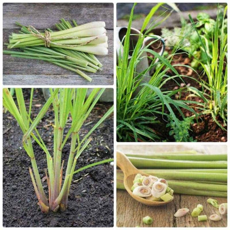 Set 4 Lemon Grass Live Plants, Lemongrass Plant Herb Plant Pot 4 Inc, 9 to 12 Inc Tall