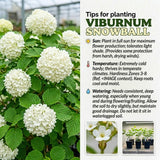Set 2 Snowball Viburnum Live Plants, Bare Root 8 to 12 Inches Tall, White Flowering Shrub, Low Maintenance for Outdoor Garden