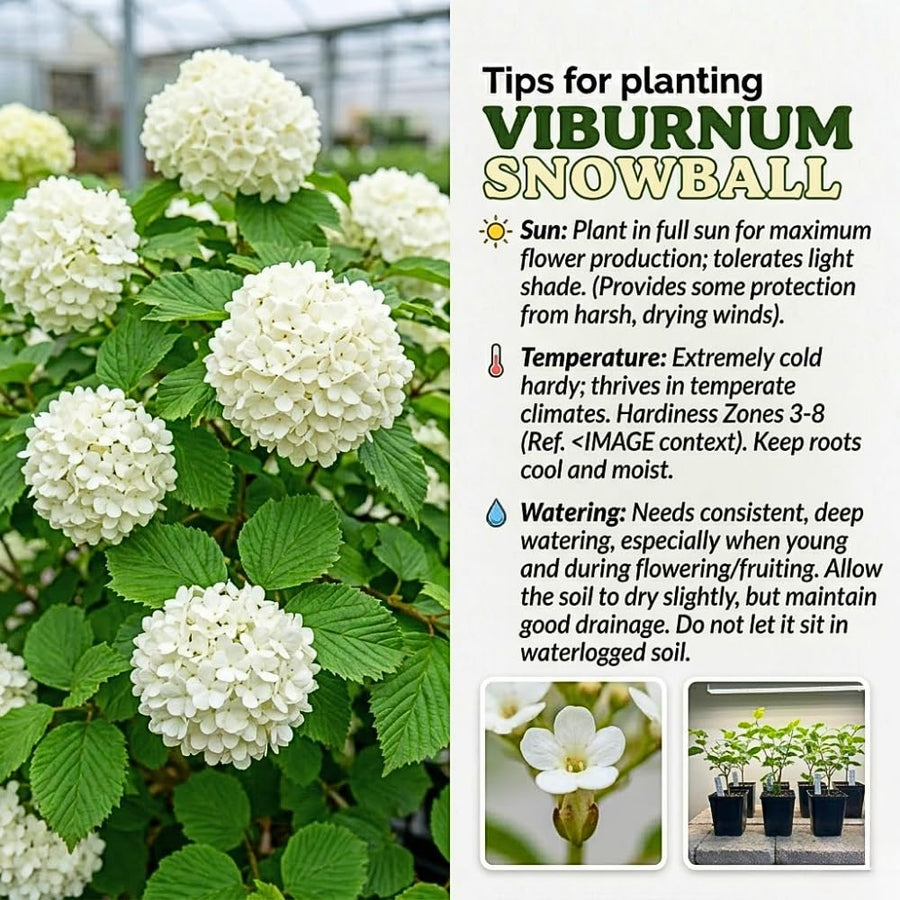 Set 2 Snowball Viburnum Live Plants, Bare Root 8 to 12 Inches Tall, White Flowering Shrub, Low Maintenance for Outdoor Garden