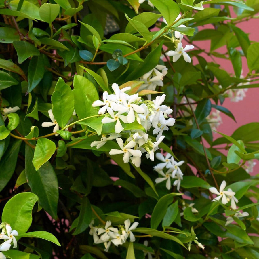 Star Jasmine Plant Live, Fragrant Jasmine Vine for Outdoor Planting, Starter Plant in 4'' Pot, Easy Care