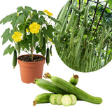 Loofah Live Plant, Luffa Plant, Climbing Vegetalble for Outdoor Garden, 4-6 Inches Tall in 4'' Pot