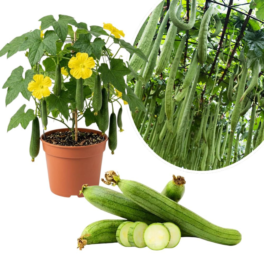 Loofah Live Plant, Luffa Plant, Climbing Vegetalble for Outdoor Garden, 4-6 Inches Tall in 4'' Pot
