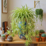 Spider Variegated Live Plant, Spider Plant, Variegated Spider Houseplant, 2-4'' Tall, Live Indoor Plant for Home and Office, Chlorophytum Comosum, No Pot