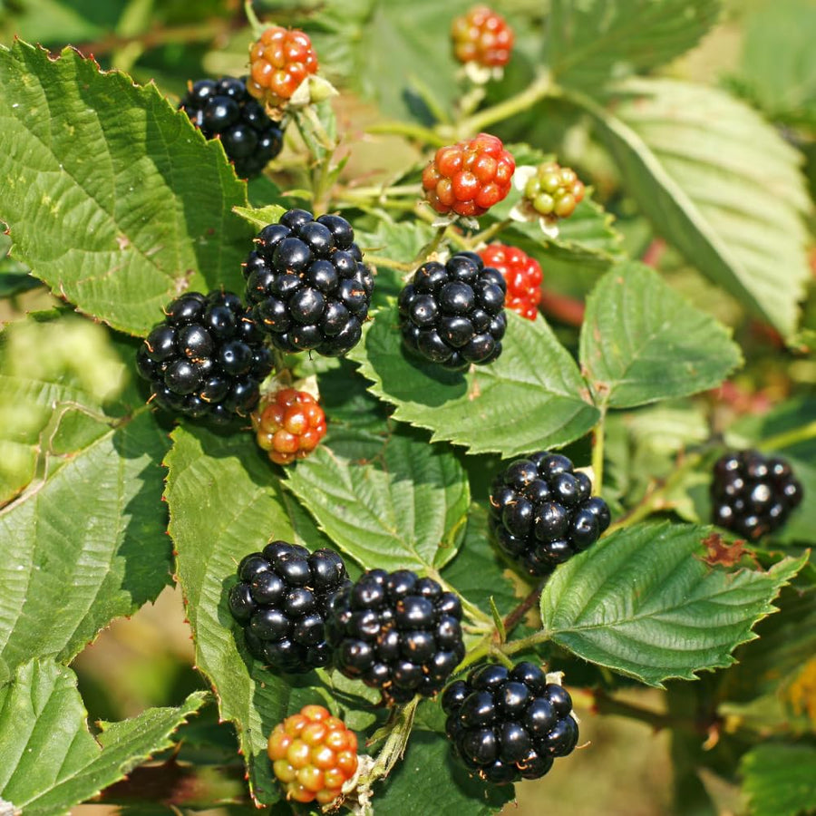 Set 2 Thornless BlackBerry Plants Cuttings, Well Rooted Cutting 4 Inches Tall, Sweet Berries and High Yield for Edible Garden, Ready for Planting