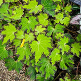 Begonia Live Plant Outdoor, Can Grow As Weeping Begonia, Green Black Leaf, Fast-Growing, Easy-Care Flowering Plant for Gardens Containers, 5-9” Tall, No Pot, Begonia Maculata Plants