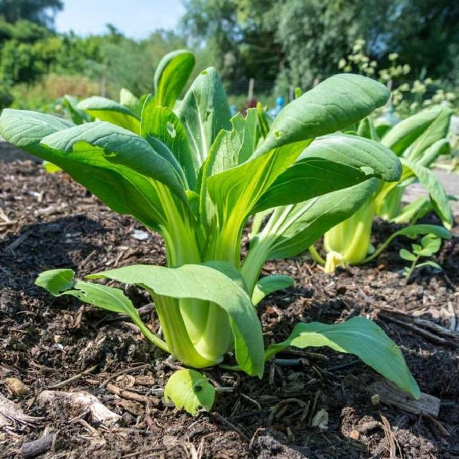 500+ Green Stem Pak Choi Seeds, Bok Choy Cabbage Seeds, Leafy Green Vegetable, Suitable for Home Garden Planting, Outdoor Growing Use
