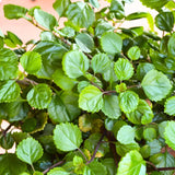 1 Pot Plectranthus Swedish Ivy Plant Live, Swedish Ivy Mint Herb Houseplants in 3.25 Inch Pots for Indoor and Outdoor