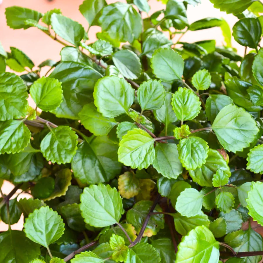 1 Pot Plectranthus Swedish Ivy Plant Live, Swedish Ivy Mint Herb Houseplants in 3.25 Inch Pots for Indoor and Outdoor