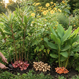 Set of 3 Ginger, Turmeric and Jerusalem Artichoke Rhizomes, Edible Root Plants for Garden, Fresh, Large Size, Ready to Grow