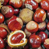 Horse Chestnut Live Tree Plant 4" Pot, Chestnut Plant Live, Hardy Ornamental Large Leaf Deciduous Tree for Garden