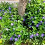 Set 36 of Periwinkle Plants Live, Vinca Ground Cover Vine Bare Roots from 6 Inc Long, Vinca Plants Live Gardening Planting