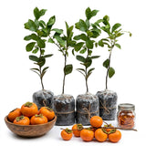 Pack 4 Seedlings of Persimmon Trees Live Plants Dormant, High Yield, 6-12" in Tall, Well Rooted and Bare Root, Cold Hardy American Persimmon