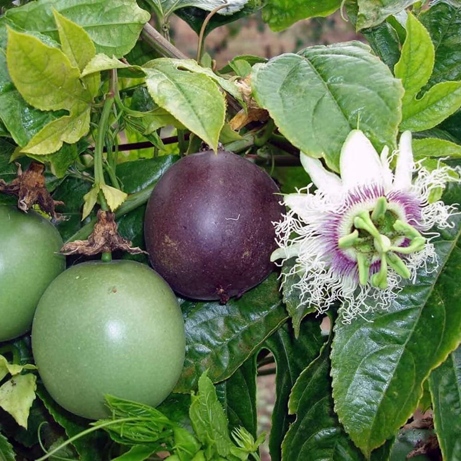 Purple Passion Fruit Plant Live, 10-12 Inches Tall in 4 Inch Pot, Passiflora Tropical Vine for Outdoor Growing, Passionfruit Seedling