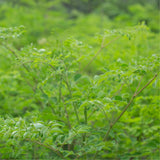 Dwarf Moringa Tree Live Plant in Half Gallon Pot, Well-Rooted Drumstick Malunggay Plant Live, Oleifera Moringa Horseradish Planting Outside, No CA