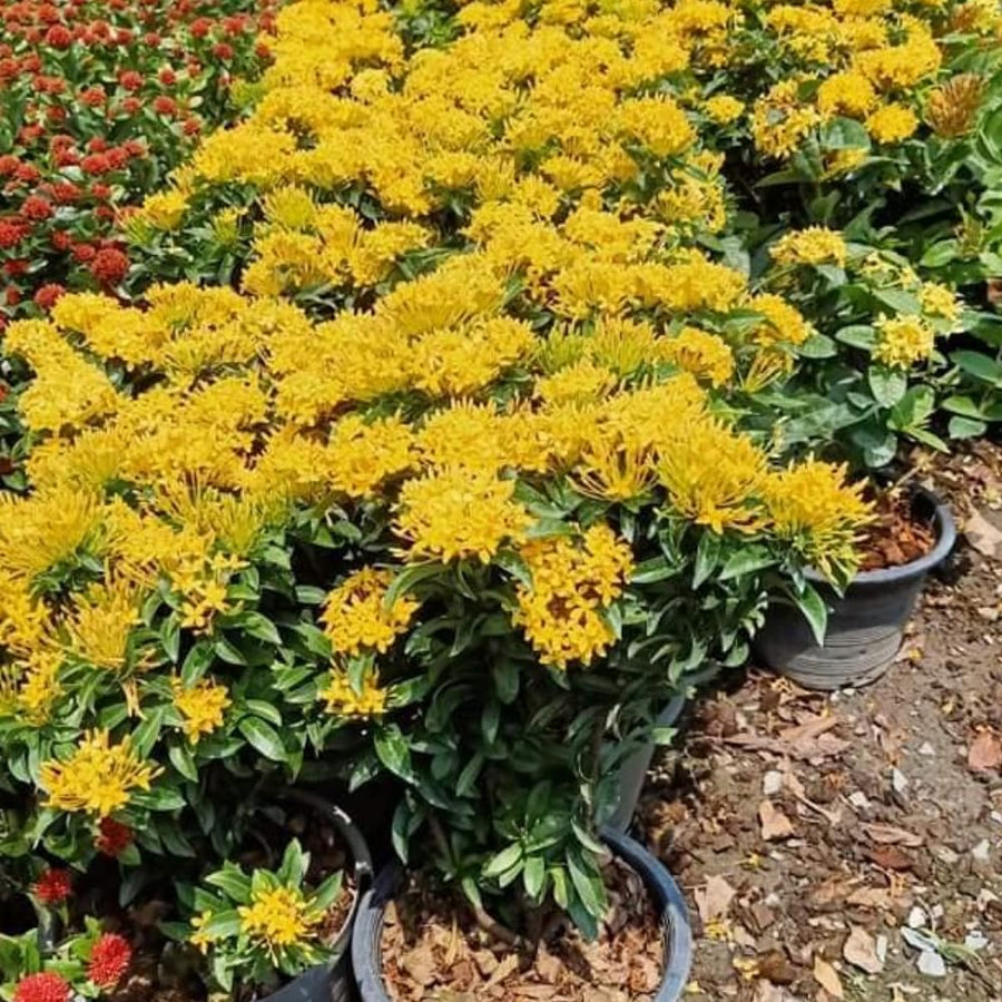 2 Dwaft Ixora Plants Live, Flowers Plants, Live Ixora Plant from 4 Inc Tall Well Rooted (Yellow)