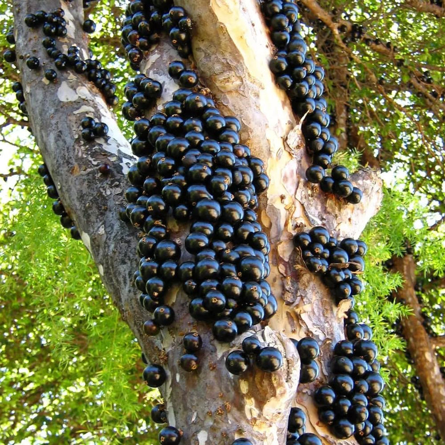 Jaboticaba Plant Live, Jabuticaba Fruit Tree 4 Inch Pot, Edible Brazilian Grape Tree Well Rooted