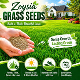 Set of 12000 Zoysia Grass Seed for Lawn, Zoysia Grass Seeds, Soft Dense Green Coverage, Green Grasses for Ground Cover, Front Yard, Backyard or Landscape