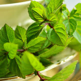 Fragrant Mint Plant Live, 4-6 Inches, Culinary Mint Herb for Indoor Outdoor Gardens (Orange Mint)