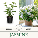 Jasmine Plant, Live Fragrant Jasmine Flower Plants 4'' Pot, Jasmines Well Rooted for Indoor Outdoor Garden (Night Jasmine Flower)