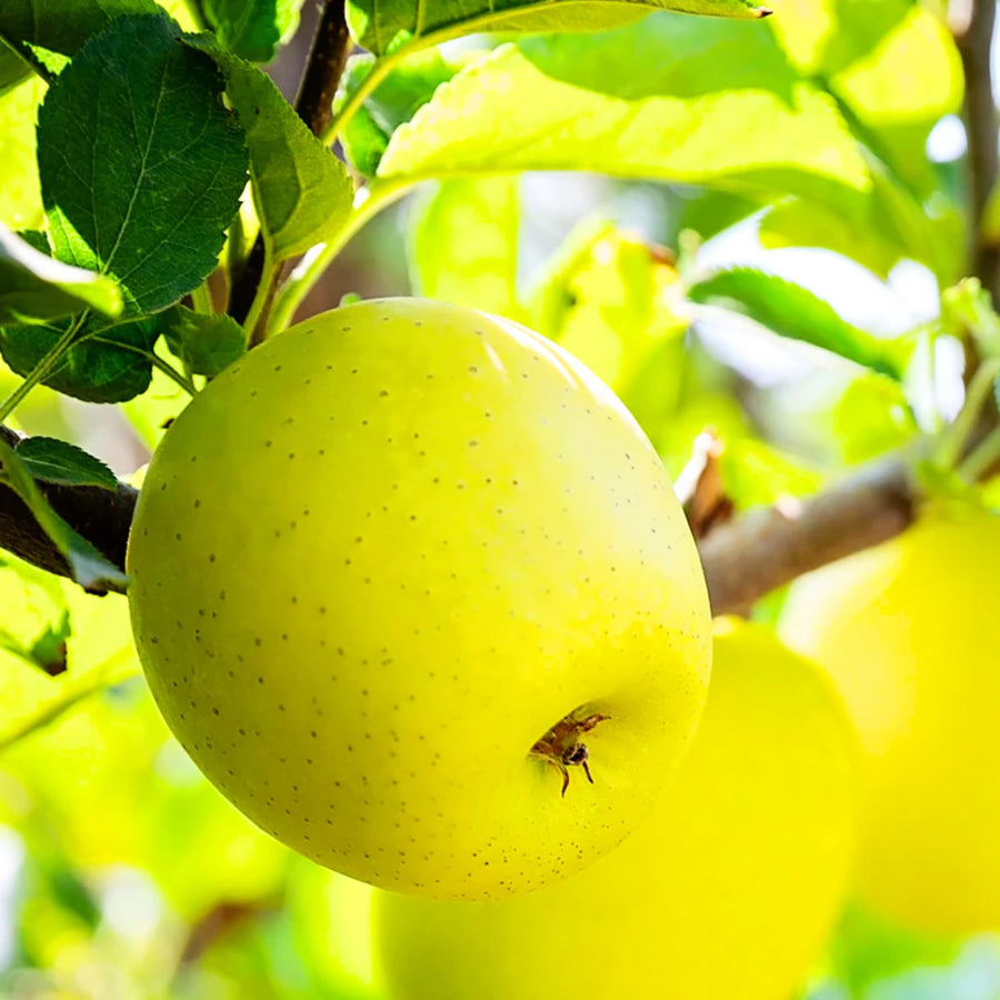1 Apple Tree Live Plant for Planting, 2 Feet Height, Bareroot, Sweet Apple Plant Live for Planting Outdoor, Apple Fruit Tree (Yellow Delicious Apple)