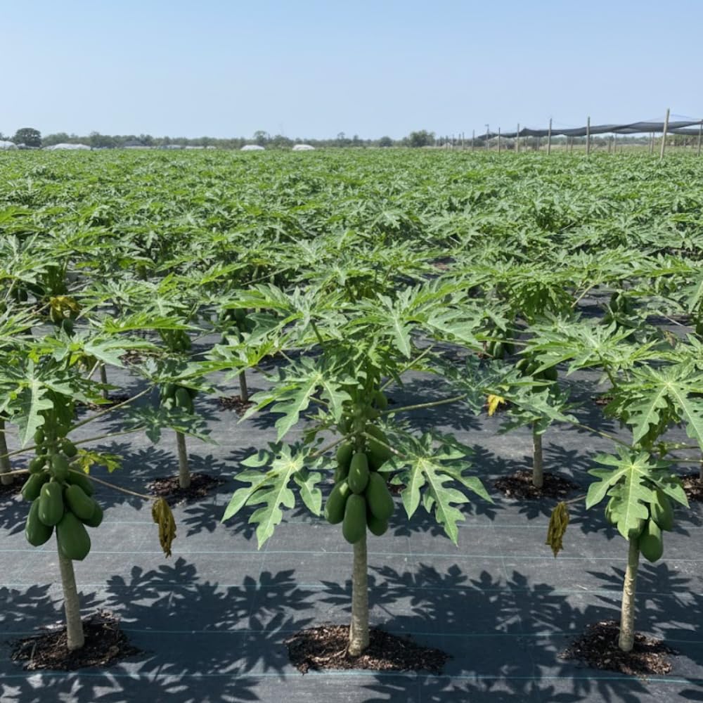 Red Papaya Tree Live Plant, 2 Feet Tall, Fast Growing Tropical Fruit Tree for Outdoor or Indoor Planting