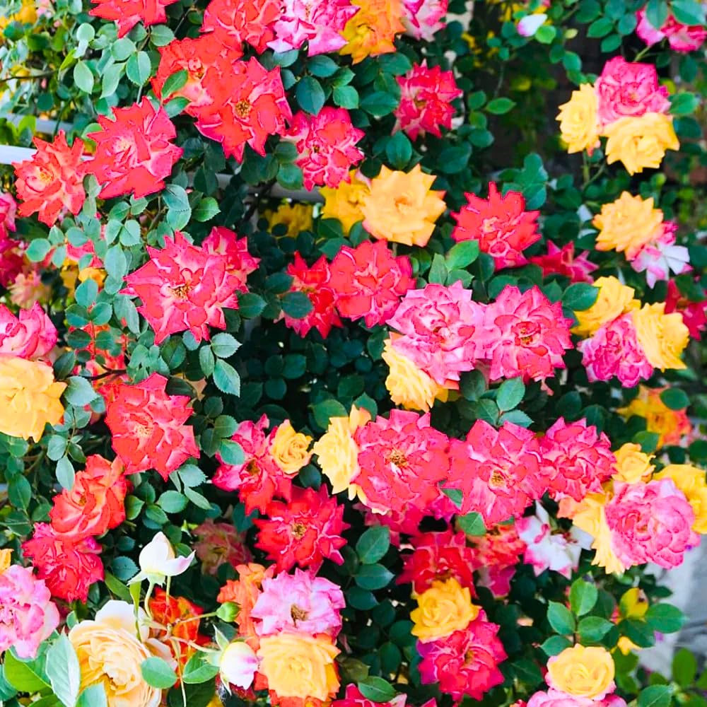 Rose Bush Live Plant - Rose Plant Live Shrub - Bareroot with Soil 5-10 Inch Tall - Fragrant Rose Flowers Heirloom Rose Shrub - No Pot (Rare Rose)
