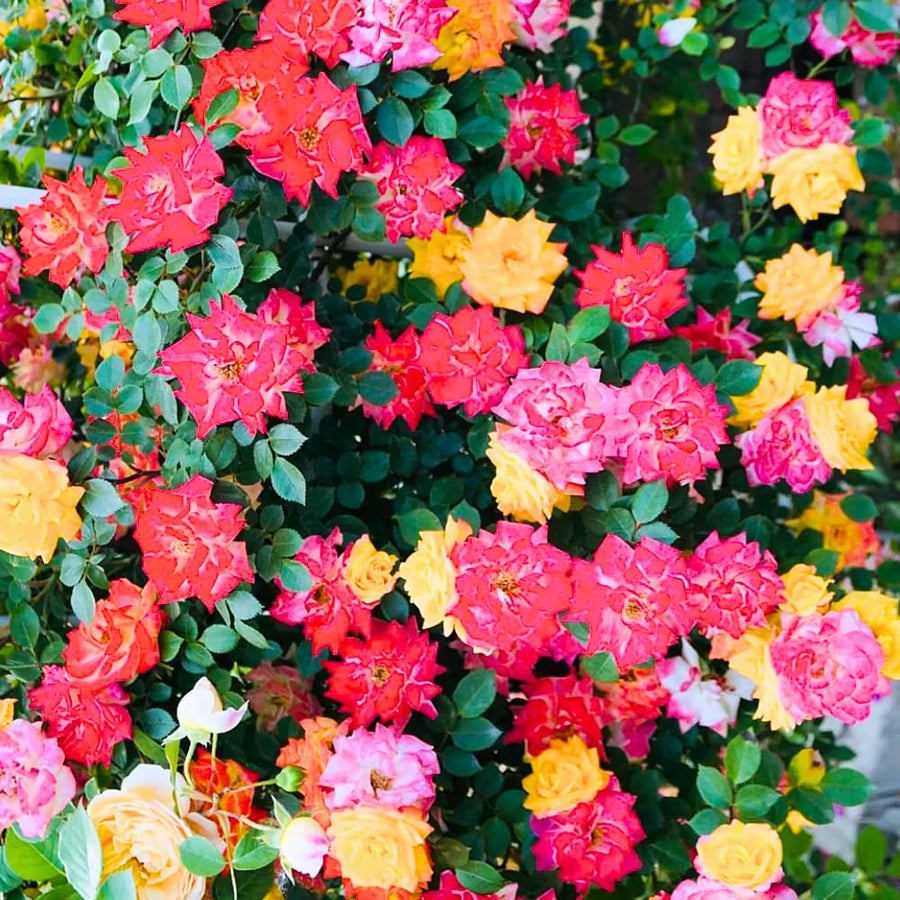 Rose Bush Live Plant - Rose Plant Live Shrub - Bareroot with Soil 5-10 Inch Tall - Fragrant Rose Flowers Heirloom Rose Shrub - No Pot (Rare Rose)