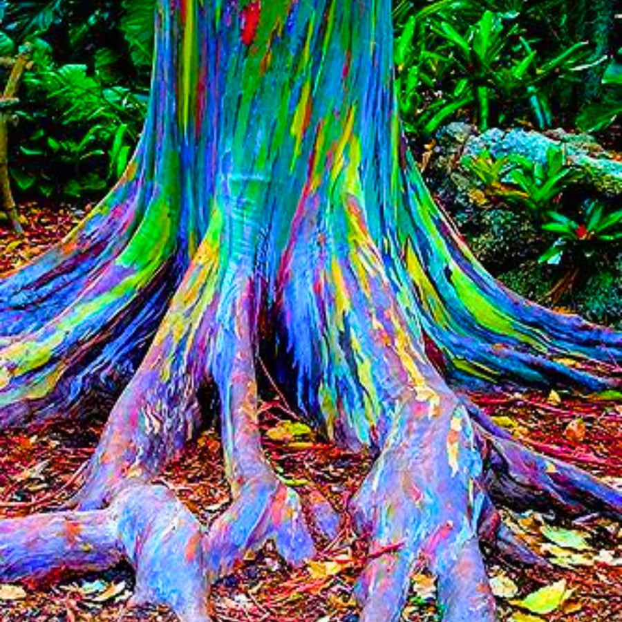 Eucalyptus Plant Live Tree in 2.5" Pot, Cold Hardy, Very Fragrant Foliage, Colorful, Ready to Grow Outdoor (Rainbow)