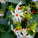 Large Night-Flowering Jasmine Tree Live Plant in Half Gallon Pot, Nyctanthes Parijat Climbing Bush for Planting