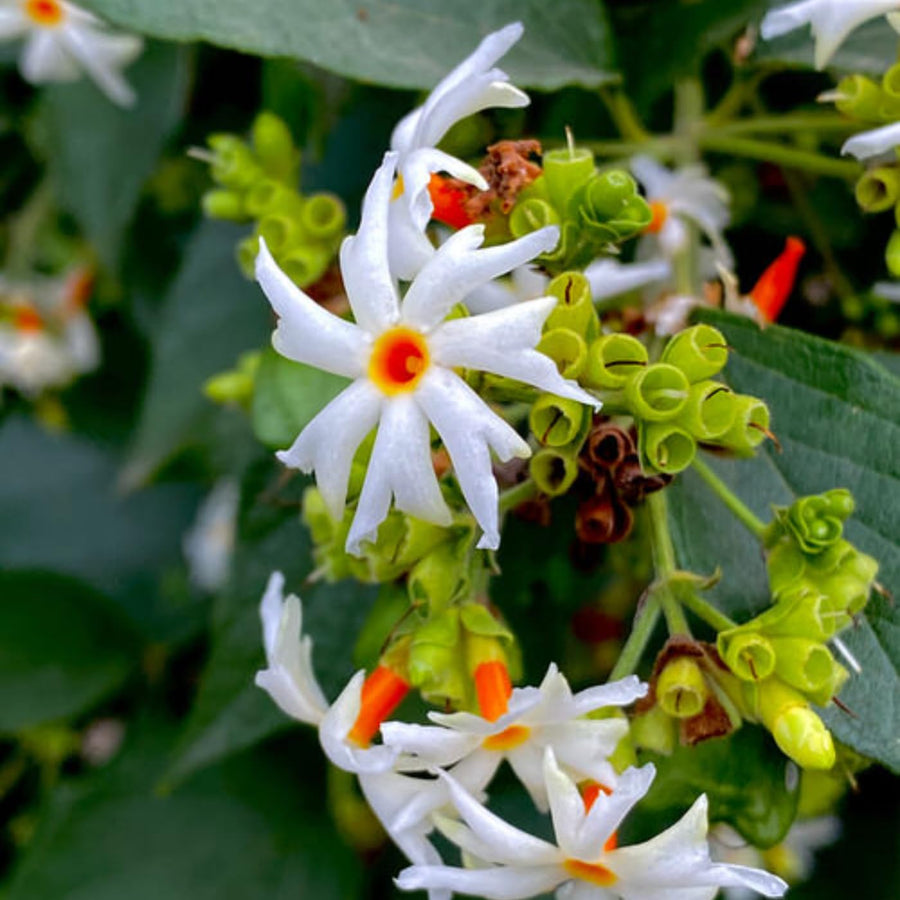 Large Night-Flowering Jasmine Tree Live Plant in Half Gallon Pot, Nyctanthes Parijat Climbing Bush for Planting