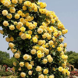 Sunrosa Rose Plant Live, Come Bare Root with Soil, No Leaves, 5 to 7 Inches (Yellow)