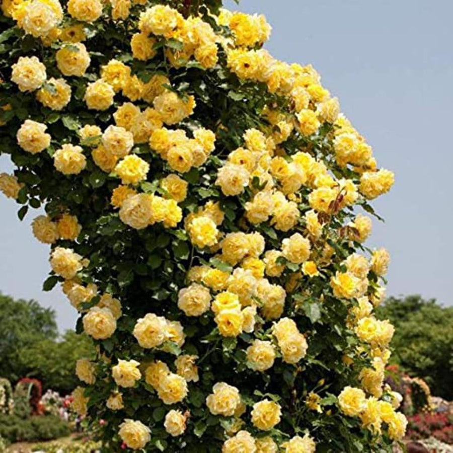 Sunrosa Rose Plant Live, Come Bare Root with Soil, No Leaves, 5 to 7 Inches (Yellow)
