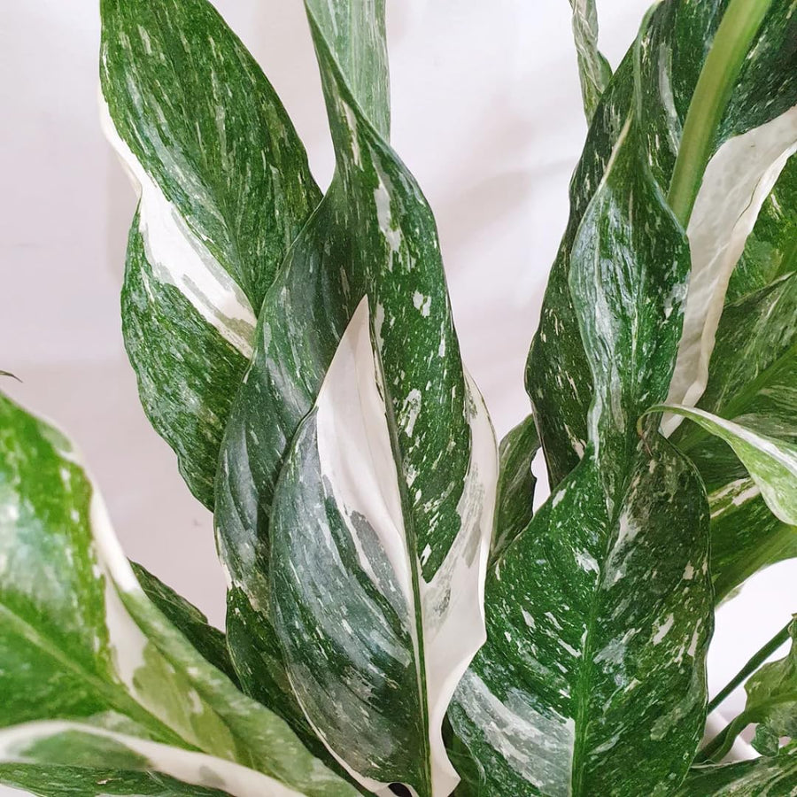 Peace Lily Plant Indoor Live, Well Rooted Peace Lily House Plant, White Flower, Plant Peace Lily Houseplant (Variegated)