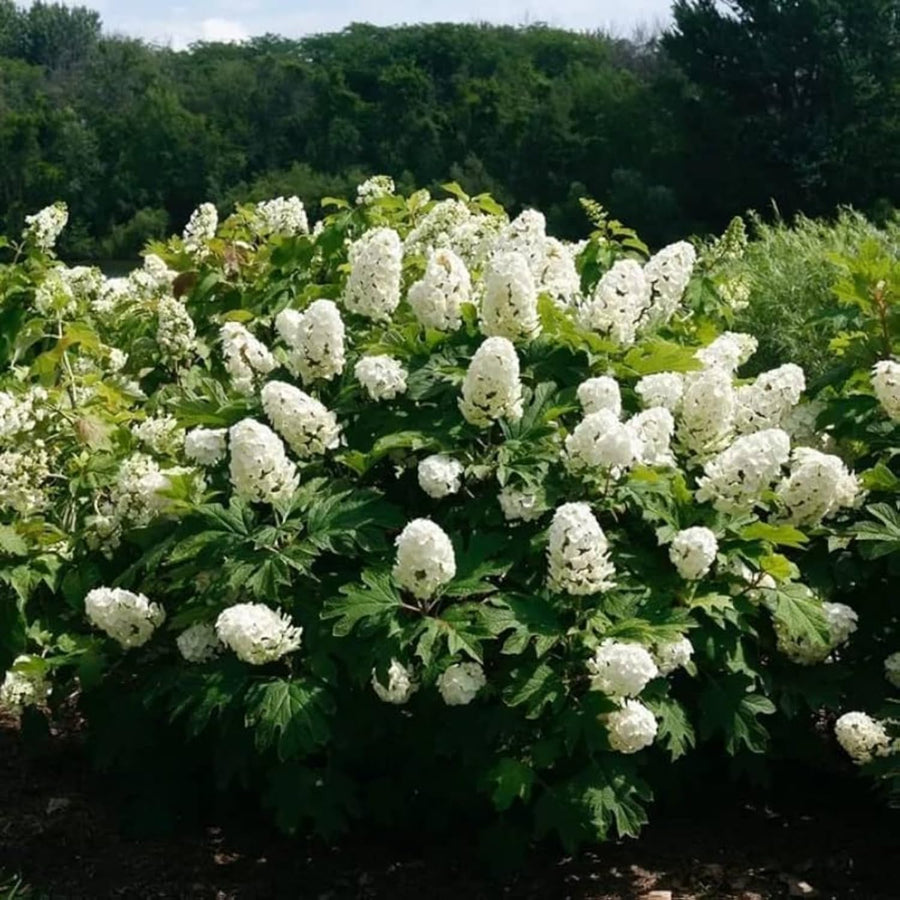Hydrangea Live Plant, 4 Inch Pot, White Hydrangea Bush, Hardy Perennial Flowering Shrub, 6-12" Tall