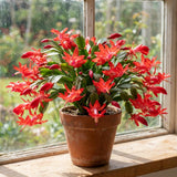 Red Easter Cactus Plant Live, Vibrant Blooming Cactus, 6'' Tall in 4 Inches Pot, Holiday Cactus, Flowering Succulent for Indoor Outdoor Planting