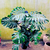 Monstera Deliciosa Live Plant Potted, Split Leaf Swiss Cheese Tropical Plants Houseplant Decor, Come in 4" Pot