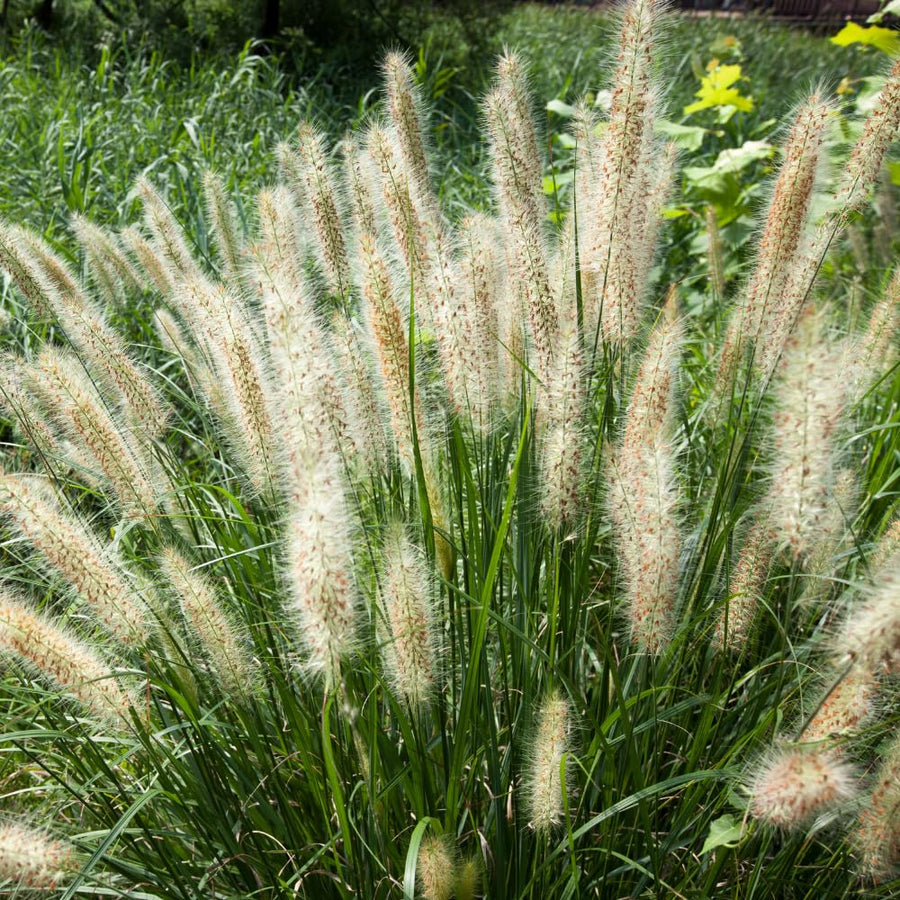 2 Foutain Grass Live Plants, Perennial Grass Clumps for Outdoor Landscaping Growing, Ornamental Grasses Ready to Grow 4-9 Inches (Dwarf White Fountain)