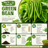 Green Bean Plant Live, Bean Live Plant, 4-6 Inches Tall in 4" Pot, Starter Plant for Vegetable Garden