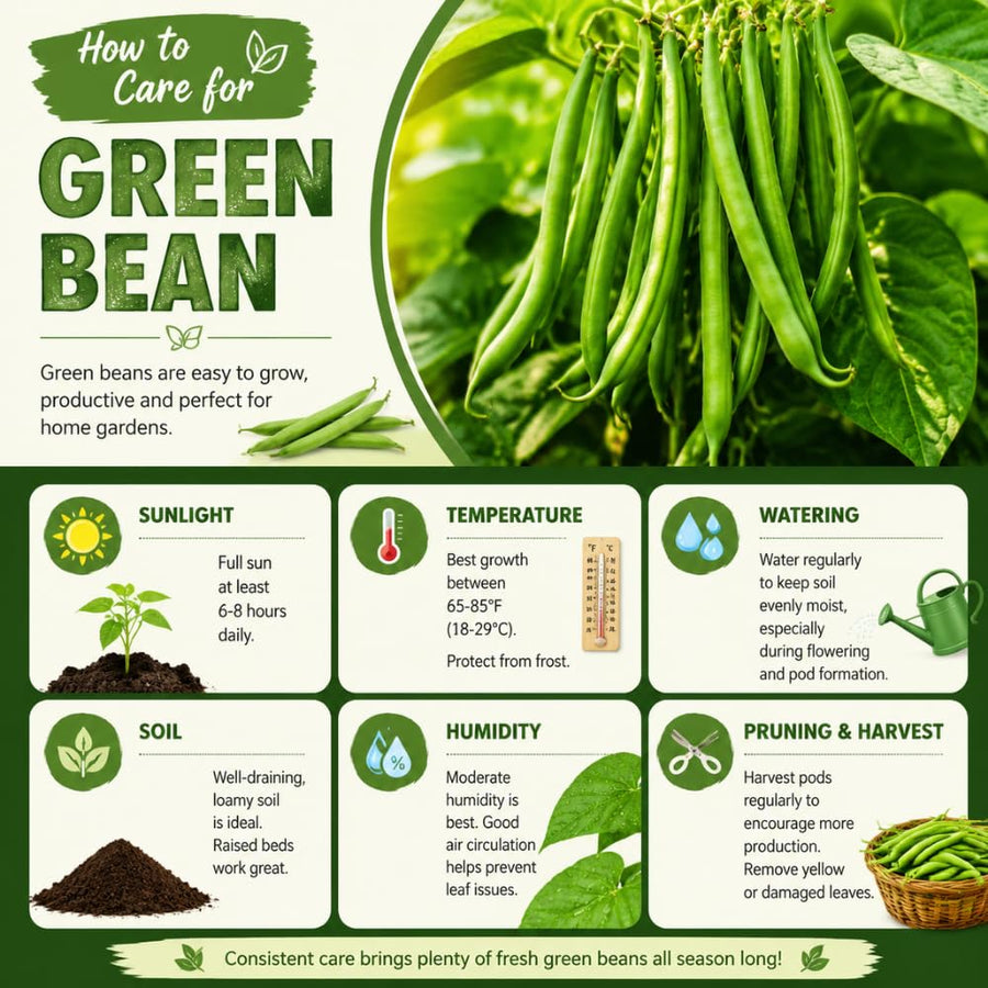 Green Bean Plant Live, Bean Live Plant, 4-6 Inches Tall in 4" Pot, Starter Plant for Vegetable Garden