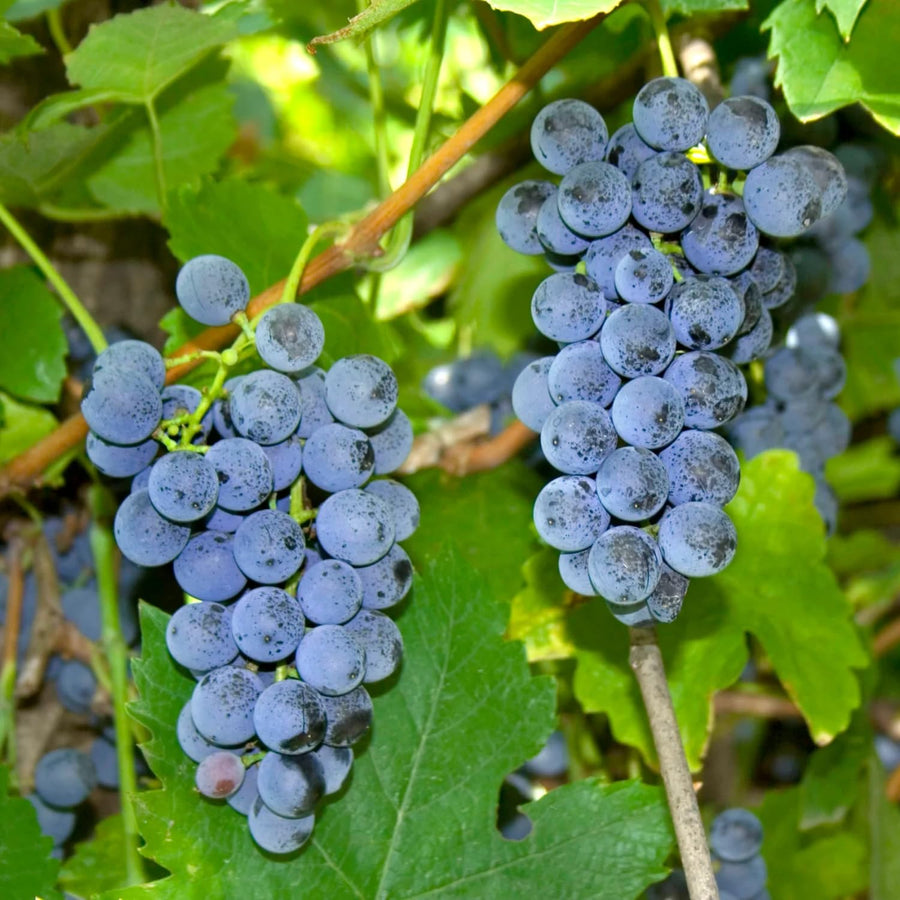 Grape Vine Plant Live for Planting Outdoor, Cold Hardy Grape Plant Live 1-2 Years Old, Well-Rooted Fruit Vine for Garden or Trellis (Blue Grape)