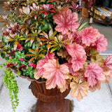 3 Coral Bells Heuchera Perenial Live Plants, Deep Purple to Pink Red Seasonal Leaves Color Change, Well-Rooted 5-9 Inc Tall, No Pot