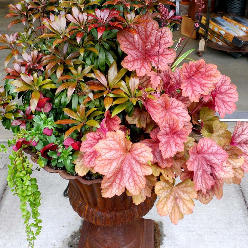 3 Coral Bells Heuchera Perenial Live Plants, Deep Purple to Pink Red Seasonal Leaves Color Change, Well-Rooted 5-9 Inc Tall, No Pot