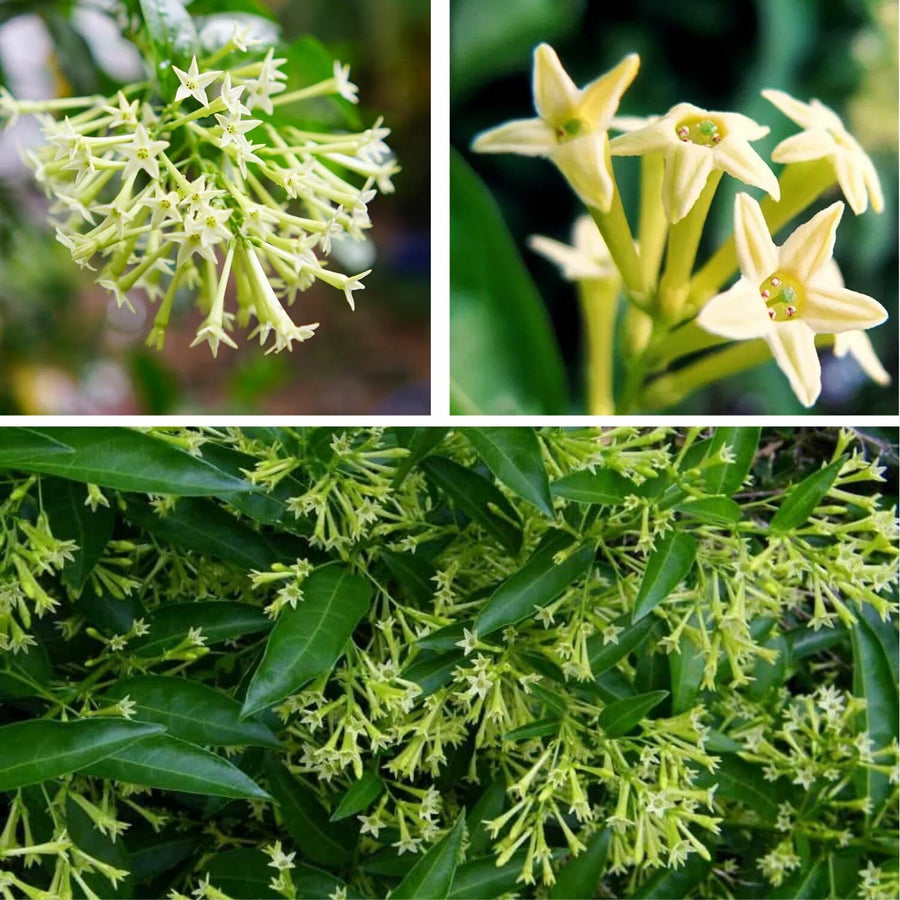 2 Cestrum Nocturnum Plants Live, Night Blooming Jasmine Plants Live, 5 to 8 Inc Tall