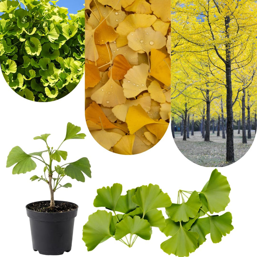 Ginkgo Tree Live Plant for Planting, 4 to 7 Inches Tall, Yellow Ginkgo Plant, Suitable for Garden or Landscape